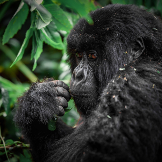 África y la activa cadena volcánica de Virunga. Su bosque endémica que alberga los últimos gorilas de montaña